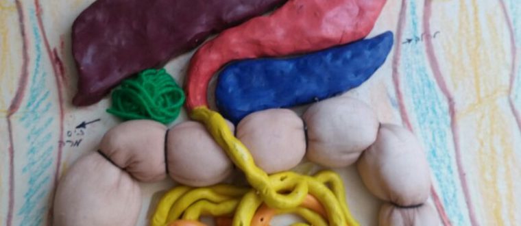 דגם מערכת העיכול – הראל היכל ויואב ספורטא, ה’