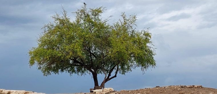חידון ט”ו בשבט, הידעת?